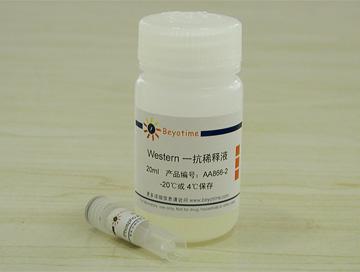 Phospho-ATM(Ser1981)抗体(小鼠单抗),Phospho-ATM(Ser1981)抗体(小鼠单抗)