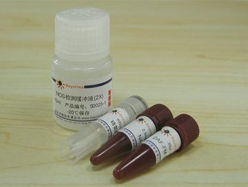 一氧化氮合成酶检测试剂盒(荧光法),一氧化氮合成酶检测试剂盒(荧光法)