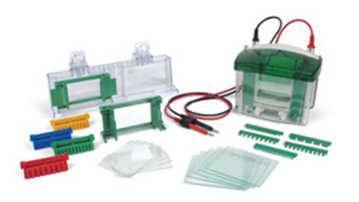 垂直电泳槽(4块凝胶, 0.75mm, 10孔, 伯乐原装),垂直电泳槽(4块凝胶, 0.75mm, 10孔, 伯乐原装)
