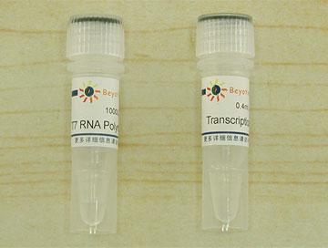 T7 RNA Polymerase,T7 RNA Polymerase