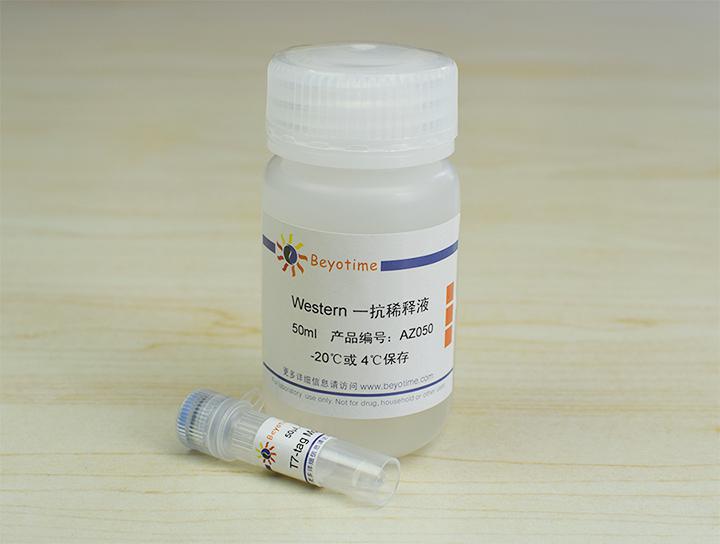 T7-tag Mouse Monoclonal Antibody,T7-tag Mouse Monoclonal Antibody