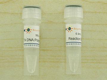 T4 DNA Polymerase,T4 DNA Polymerase