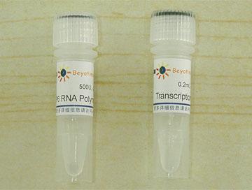 SP6 RNA Polymerase,SP6 RNA Polymerase