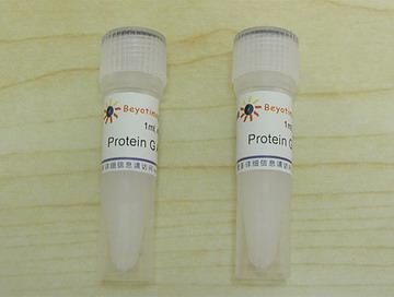 Protein G Agarose (Fast Flow, 进口分装),Protein G Agarose (Fast Flow, 进口分装)