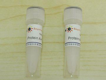 Protein A+G Agarose (Fast Flow, 进口分装),Protein A+G Agarose (Fast Flow, 进口分装)