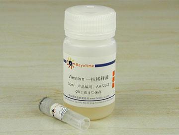 HSP70抗体(小鼠单抗),HSP70抗体(小鼠单抗)