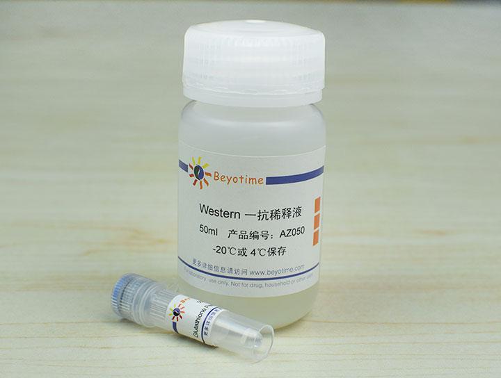 Glutathione Peroxidase 1 Mouse Monoclonal Antibody,Glutathione Peroxidase 1 Mouse Monoclonal Antibody