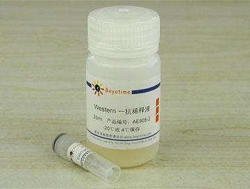 Estrogen Receptor α抗体(兔单抗),Estrogen Receptor α抗体(兔单抗)
