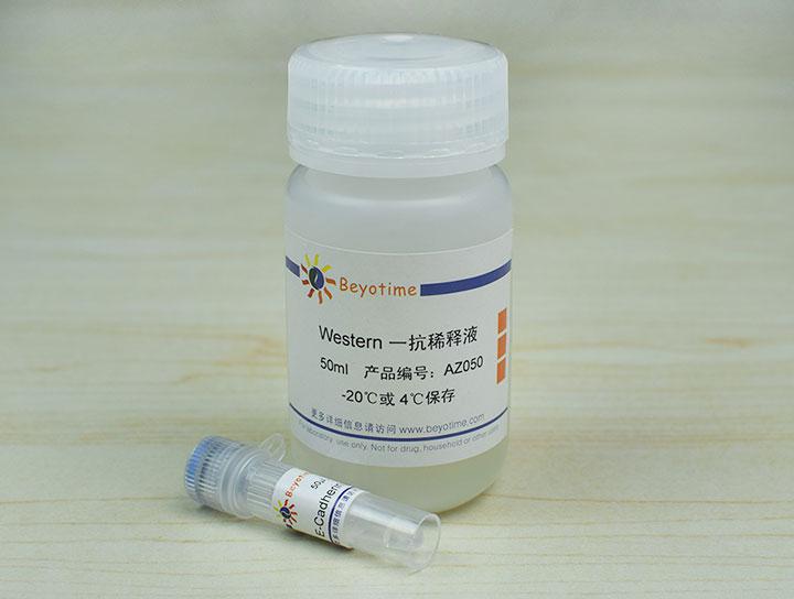 E-Cadherin Mouse Monoclonal Antibody,E-Cadherin Mouse Monoclonal Antibody