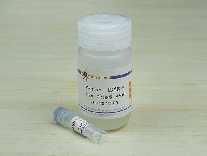 Cyclin D1 Rabbit Polyclonal Antibody,Cyclin D1 Rabbit Polyclonal Antibody