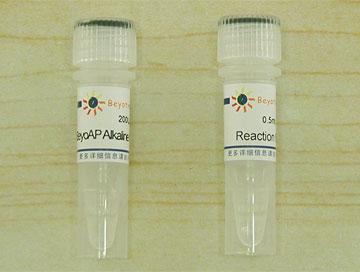 BeyoAP Alkaline Phosphatase,BeyoAP Alkaline Phosphatase