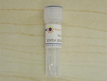 EMSA探针－按需制备(1.75μM),EMSA探针－按需制备(1.75μM)