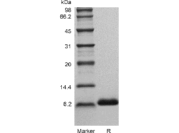 Recombinant Human Insulin-like Growth factor-1 GMP