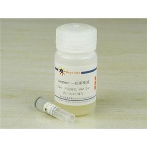 Phospho-ACC(Ser79)抗体(兔多抗)