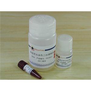 免疫荧光染色试剂盒-抗小鼠Cy3
