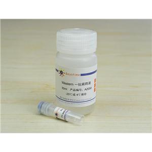 T7-tag Mouse Monoclonal Antibody