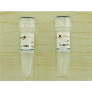 T4 DNA Polymerase,T4 DNA Polymerase