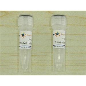 T3 RNA Polymerase,T3 RNA Polymerase