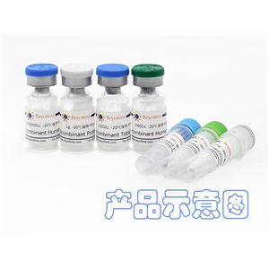 Recombinant Rat C10/CCL6,Recombinant Rat C10/CCL6