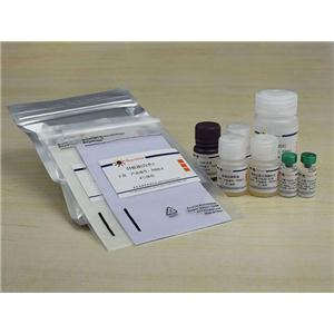 Rat Insulin ELISA Kit (Ultrasensitive),Rat Insulin ELISA Kit (Ultrasensitive)