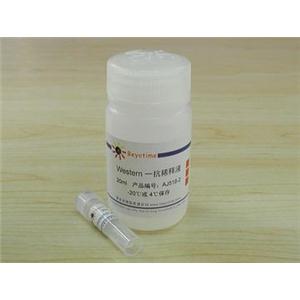 Phospho-JNK/SAPK抗体(小鼠单抗)