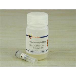 Phospho-IRS1(Ser302)抗体(小鼠单抗)