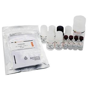 Mouse IFN-γ ELISA Kit,Mouse IFN-γ ELISA Kit