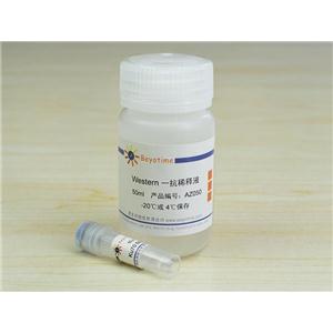 Ku70 Mouse Monoclonal Antibody