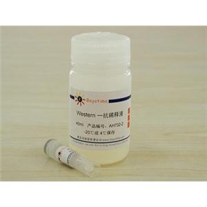 HSP90抗体(小鼠单抗)