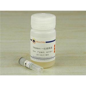 HSP70抗体(小鼠单抗)