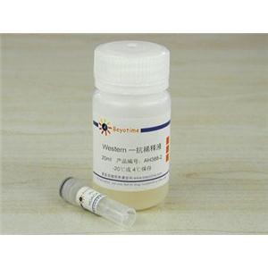 HDAC4抗体(小鼠单抗)