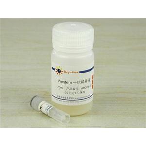 HDAC3抗体(小鼠单抗)