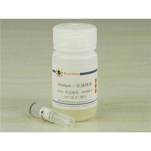HDAC2抗体(小鼠单抗)