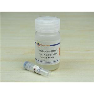 GST Mouse Monoclonal Antibody,GST Mouse Monoclonal Antibody