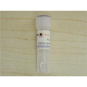 EMSA突变探针－p53 (1.75μM)