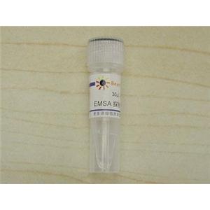 EMSA探针－AP1 (10μM)