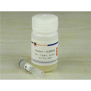 Cyclin D3抗体(小鼠单抗)