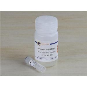 Cyclin D1抗体(小鼠单抗)