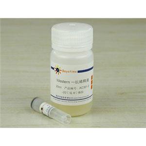 CENP-A抗体(兔多抗)