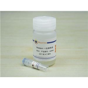 CD19 Mouse Monoclonal Antibody