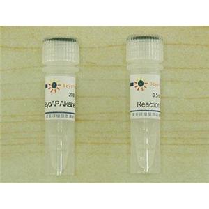 BeyoAP Alkaline Phosphatase