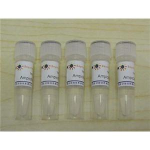 Ampicillin (100mg/ml,1000X)