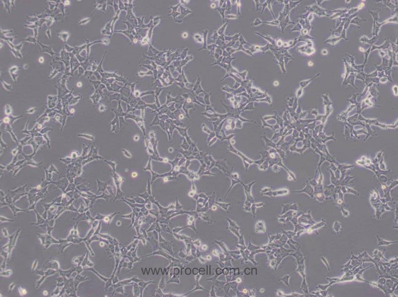 293 [HEK-293] 人胚肾细胞