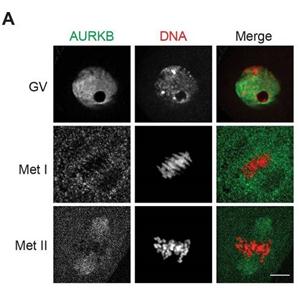 AURORA B RABBIT MONOCLONAL ANTIBODY,Aurora B Rabbit Monoclonal Antibody