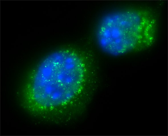 SIRT1 兔多克隆抗体,SIRT1 Rabbit Polyclonal Antibody