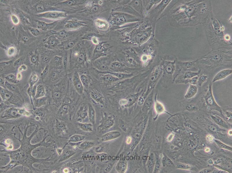 769-P 人肾细胞腺癌细胞