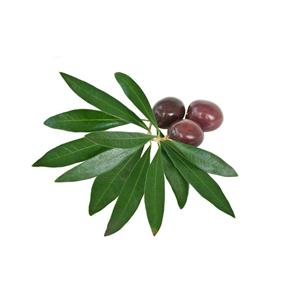 橄榄叶提取物,Olive Leaf Extract