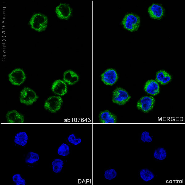 CDC42 兔單克隆抗體,CDC42 Rabbit Monoclonal Antibody