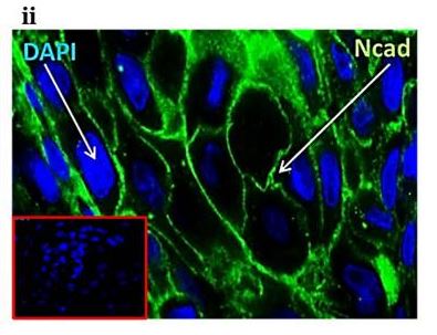 N-CADHERIN 兔多克隆抗体,N-Cadherin Rabbit Polyclonal Antibody