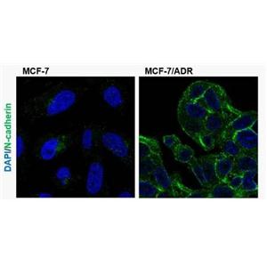 N-CADHERIN 兔多克隆抗体,N-Cadherin Rabbit Polyclonal Antibody